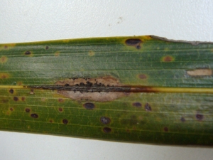 Lesão e estromas ascígeros sobre a nervura da folha de coqueiro