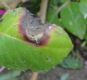 Sintoma foliar de alternaria