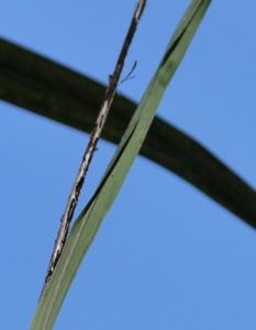 Sintoma de chicote no meristema apical