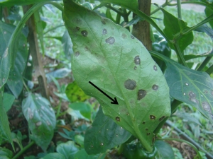 Sintoma caracterizado por lesões circulares, acinzentadas na face abaxial da folha (indicado por seta)