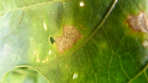 Sintoma da antracnose na folhas do hospedeiro