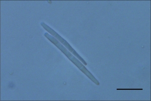 Conídios, escala indica 20µm